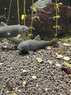 Grondkuisers, Vis, Zoetwatervis