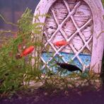 Mélange Platy (Bergeronnette rouge, Panda et Panda rouge), Poisson, Poisson d'eau douce