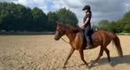 Knappe belgische Dpony merrie van 5 jaar en 1,47, Dieren en Toebehoren, Paarden, Merrie