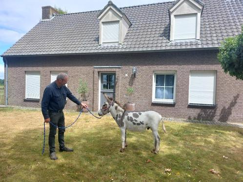 Zeldzaam mooi ezeltje, Dieren en Toebehoren, Overige Dieren, Mannelijk