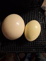 Struisvogel eieren,nandoe eieren, leeg, Ophalen of Verzenden, Zo goed als nieuw