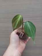 Philodendron camposportuanum, Ophalen of Verzenden