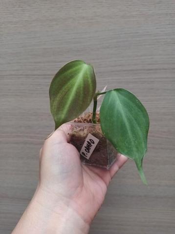 Philodendron camposportuanum  beschikbaar voor biedingen