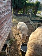 Jong lam tekoop, Dieren en Toebehoren