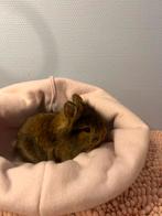 Mooi lief dwerg loffelohr konijntje mag nestje verlaten, Dieren en Toebehoren, Mannelijk, Dwerg, 0 tot 2 jaar