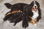 Berner Sennen pups te koop - Beide ouders aanwezig, Dieren en Toebehoren, CDV (hondenziekte), Meerdere, 8 tot 15 weken, Sennenhond