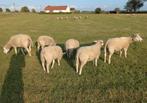 Swifter ramlammeren te reserveren, Dieren en Toebehoren, Schapen, Geiten en Varkens, Meerdere dieren, Schaap, 0 tot 2 jaar