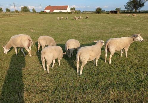 Swifter ramlammeren te reserveren, Dieren en Toebehoren, Schapen, Geiten en Varkens, Schaap, Meerdere dieren, 0 tot 2 jaar