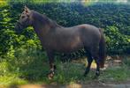 6 jarige D pony merrie, Dieren en Toebehoren, Merrie, Zadelmak