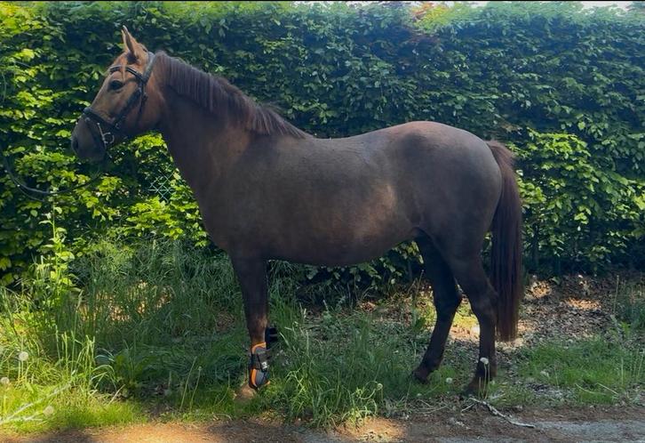 6 jarige D pony merrie, Dieren en Toebehoren, Paarden, Merrie, Zadelmak