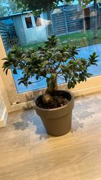 Mooie miniatuurboom Bonzai, Tuin en Terras, Volle zon, Vaste plant, Lente, Ophalen