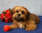 Chiot Lhassa Apso super mignon !, Animaux & Accessoires, 15 semaines à 1 an, Étranger, Chien (mâle), Parvovirose