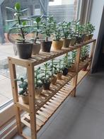 Crassula ovata plantjes jadeplant geldboom, Enlèvement