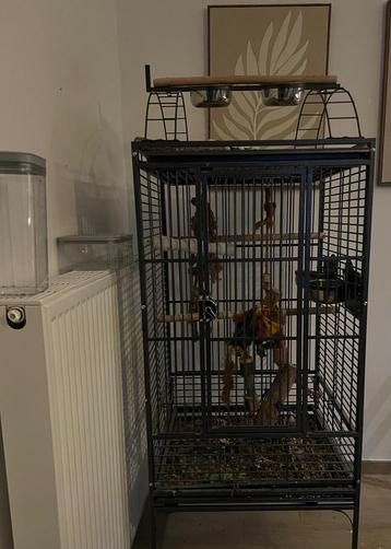 Vogelkooi / papegaaien kooi beschikbaar voor biedingen