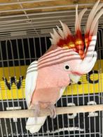 Tamme Inca Kakatoe man met DNA en getest op alle ziektes, Mannelijk, Papegaai, Tam