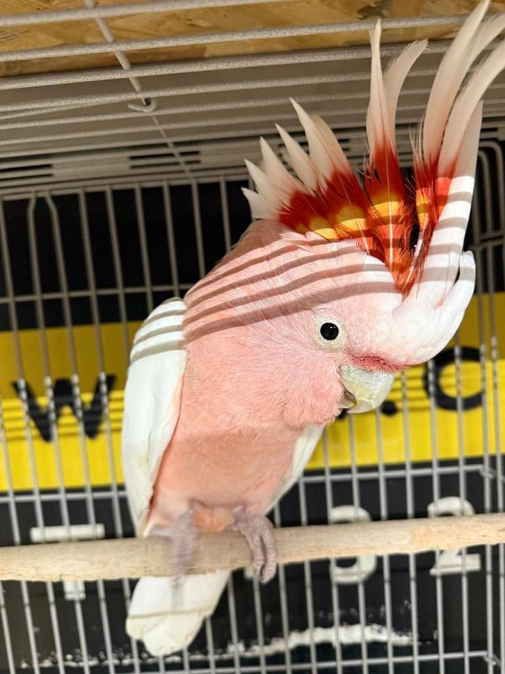 Tamme Inca Kakatoe man met DNA en getest op alle ziektes, Dieren en Toebehoren, Vogels | Parkieten en Papegaaien, Papegaai, Mannelijk