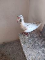 Fransebagadet, Animaux & Accessoires, Oiseaux | Pigeons, Femelle, Autres espèces