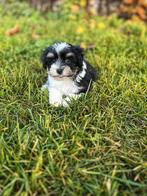 Prachtige Havanezer 🐶💖pupjes bij ons 🍼🏡geboren!!, België, Overige rassen, CDV (hondenziekte), 8 tot 15 weken