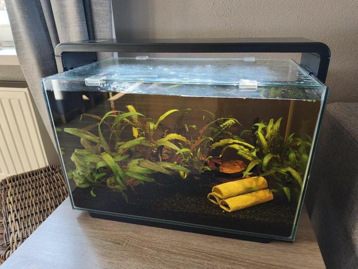 Superfish home 60 met visbestand en toebehoren., Dieren en Toebehoren, Vissen | Aquaria en Toebehoren, Zo goed als nieuw, Ophalen