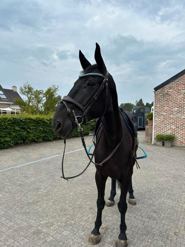 Zangersheide merrie - 2019, Dieren en Toebehoren, Paarden, Merrie