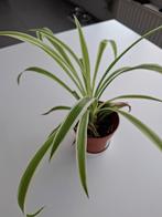 Graslelie, Tuin en Terras, Planten | Tuinplanten, Vaste plant, Bloeit niet, Halfschaduw, Ophalen