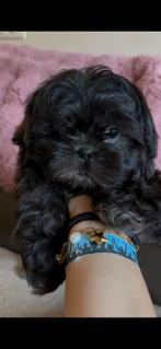 Shihtzu pups, België, Fokker | Hobbymatig, Overige rassen, CDV (hondenziekte)