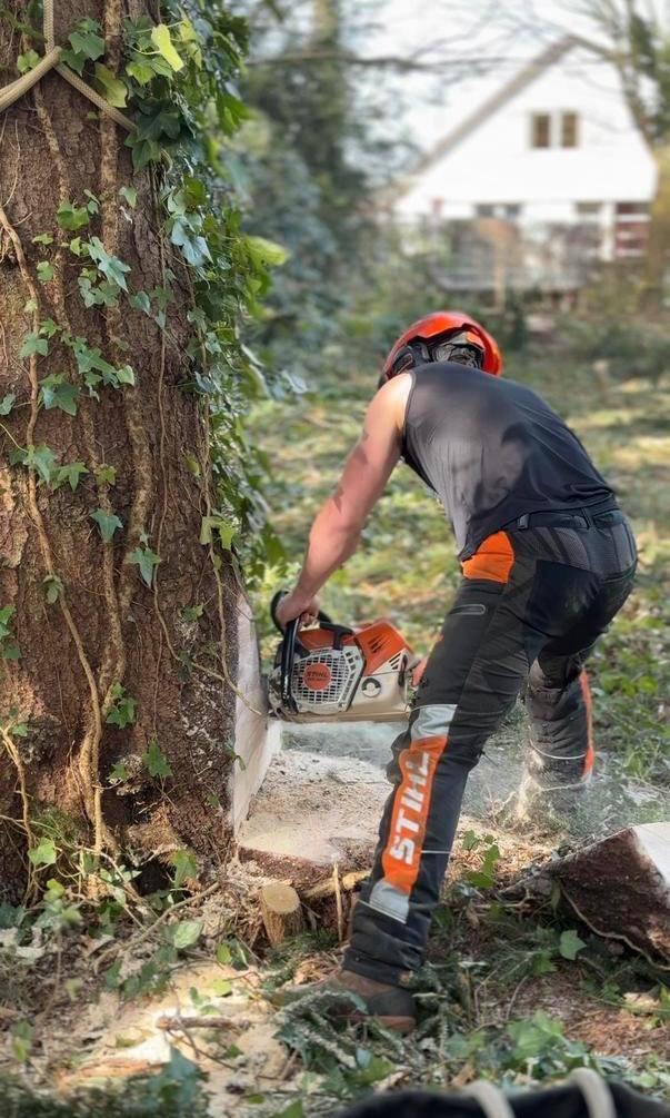Bucheron abattage d’arbre DEVIS GRATUIT, Jardin & Terrasse, Taille-haies, Enlèvement
