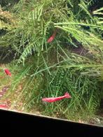 Rode garnalen (neocaridina), Dieren en Toebehoren, Vissen | Aquariumvissen