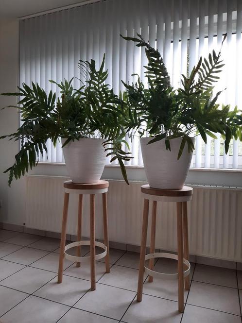 2 grote varens met pot, Maison & Meubles, Plantes d'intérieur, Enlèvement ou Envoi