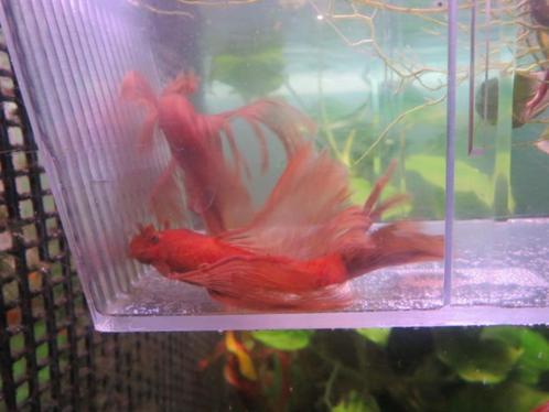 koppel RED-Ancistrus-longfin-ROOD, Animaux & Accessoires, Poissons | Poissons d'aquarium, Poisson d'eau douce, Poisson