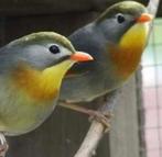 Koppel Japanse nachtegalen, Dieren en Toebehoren, Vogels | Overige Vogels, Geringd