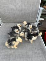 Cochin kriel kuikens Blauw, Dieren en Toebehoren, Pluimvee, Geslacht onbekend, Kip
