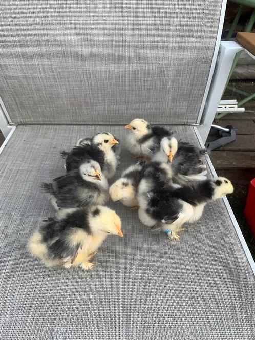 Cochin kriel kuikens Blauw, Dieren en Toebehoren, Pluimvee, Kip, Geslacht onbekend