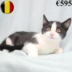 Europese kittens - te koop, Dieren en Toebehoren, Meerdere dieren, Kortharig, 0 tot 2 jaar