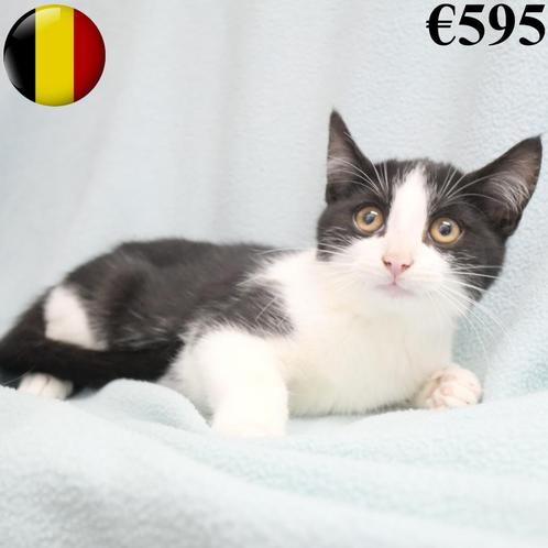 Europese kittens - te koop, Dieren en Toebehoren, Katten en Kittens | Overige Katten, Kortharig, Meerdere dieren, 0 tot 2 jaar