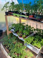 Tomaten struiken, Tuin en Terras, Ophalen