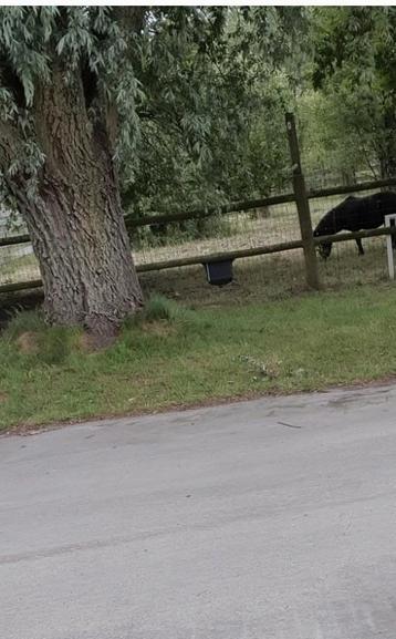 Wij geven een gouden thuis voor uw diertjes  beschikbaar voor biedingen