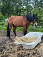 Leuke vlotte E pony te koop, Dieren en Toebehoren, Paarden, Gechipt, Recreatiepaard, 11 jaar of ouder, Minder dan 160 cm