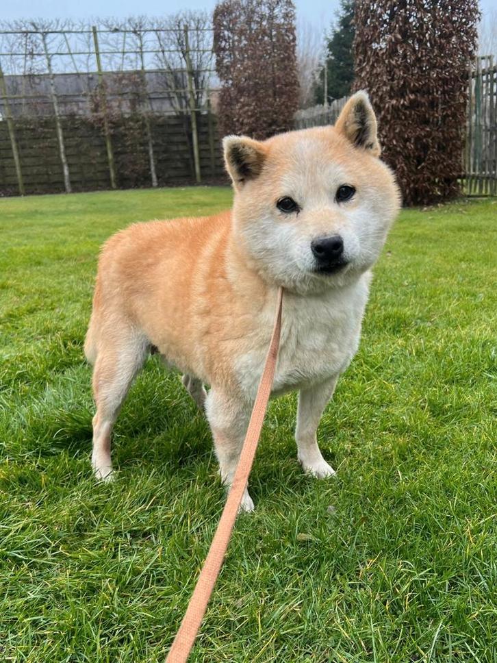 Kenza, 9 jaar, niet gesteriliseerd, Dieren en Toebehoren, Honden | Poolhonden, Keeshonden en Oertypen, Teef, Overige rassen, Fokker | Professioneel