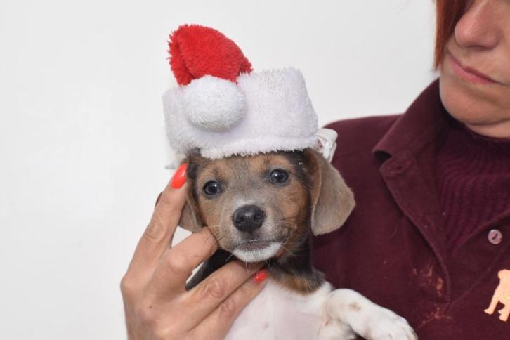 Chiots Jack Russel nés en Belgique, Animaux & Accessoires, Chiens | Jack Russell & Terriers, Plusieurs animaux, Jack Russel Terrier