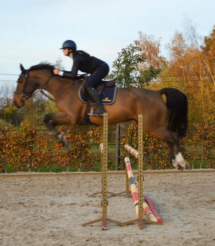 Lesgever/ruiter aangeboden, Dieren en Toebehoren, Paarden