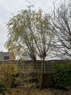 Boom Salix Alba - GRATIS, Enlèvement