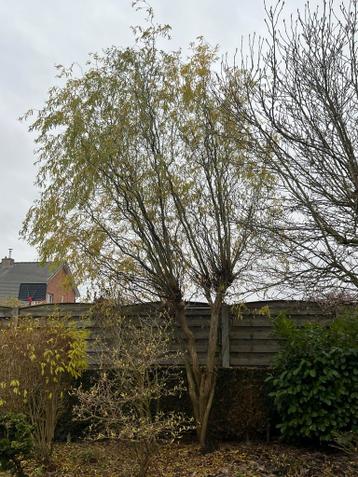 Boom Salix Alba - GRATIS