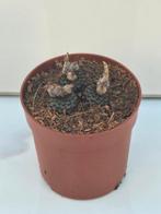 Frailea atrobella Vos 322, Ophalen of Verzenden