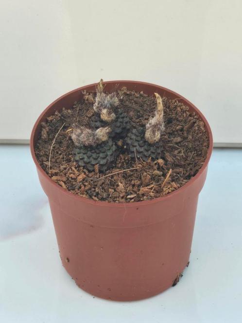 Frailea atrobella Vos 322, Huis en Inrichting, Kamerplanten, Ophalen of Verzenden