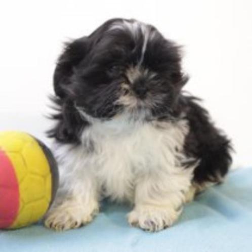 Shih Tzu - Chiots belges à vendre, Animaux & Accessoires, Chiens | Chihuahuas & Chiens de compagnie, Plusieurs animaux, Autres races
