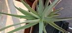 Aloë vera plant groot, Tuin en Terras, Planten | Tuinplanten, Ophalen