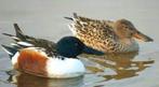 eenden siereenden, Dieren en Toebehoren, Pluimvee, Eend