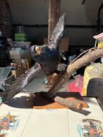 Opgezette kraai, Verzamelen, Ophalen