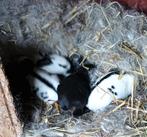 Nest lotharinger reuze vlinder, Dieren en Toebehoren, Meerdere dieren, Groot, 0 tot 2 jaar